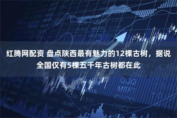红腾网配资 盘点陕西最有魅力的12棵古树，据说全国仅有5棵五千年古树都在此